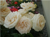 9e4f41a7-Picture 315.jpg